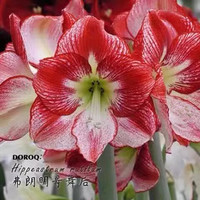 中梦朱顶红种球重瓣多年生球根植物绿植花卉盆栽 双梦 （重瓣）