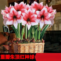 花友朱顶红种球重瓣开花室内阳台盆栽花种球 阿弗雷 单独1个小球