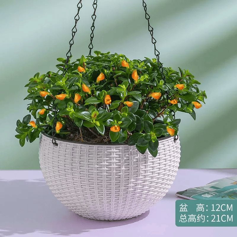 景郁春 JIRYUCUR金鱼吊兰盆栽懒人自吸盆室内植物 金鱼吊兰+早安盆 2盆源头直发