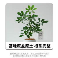 雅花匠 鸭脚木盆栽 35厘米 颜色分类：3年鸭脚木+椰丝铺面+吊牌