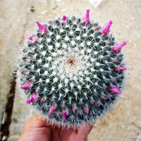 绯花玉多肉植物组合小盆栽带盆仙人球室内开花可爱办公仙人掌绿植