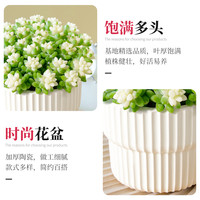 新玉缀锦玉坠多肉植物组合小盆栽缀化垂吊群生多头绿植幼儿园好养 带盆栽好