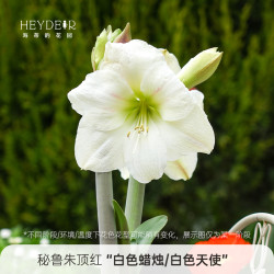 海蒂的花园 朱顶红种球 12+ 周长 纪念品