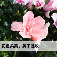 花翁杜鹃花盆栽花卉植物带花苞绿植 大号红色杜鹃(莲花瓷盆)源头直发