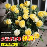 金丝雀月季蔷薇大苗浓香型四季开花阳台庭院藤本玫瑰花卉盆栽绿植