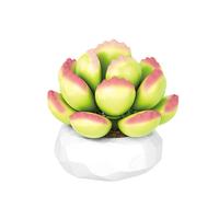 inbrixx 积乎 多肉盆栽植物系列 655056 熊童子