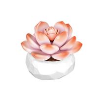 inbrixx 积乎 多肉盆栽植物系列 655058 橙梦露