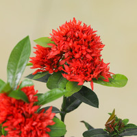 喜鹊说龙船花绣球花绿植花苗四季开花盆栽庭院阳台多年生木本植物花卉 龙船花-加仑盆（原盆原土好养易活） 带盆栽好