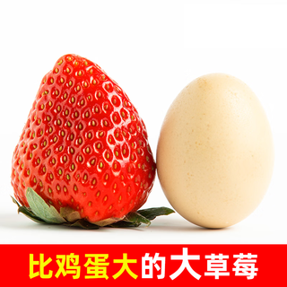 松筱丹东草莓红颜99水果多地次日达【JD空运】奶油草莓物盒装 2斤超大果 单果30-40g 净1.8斤
