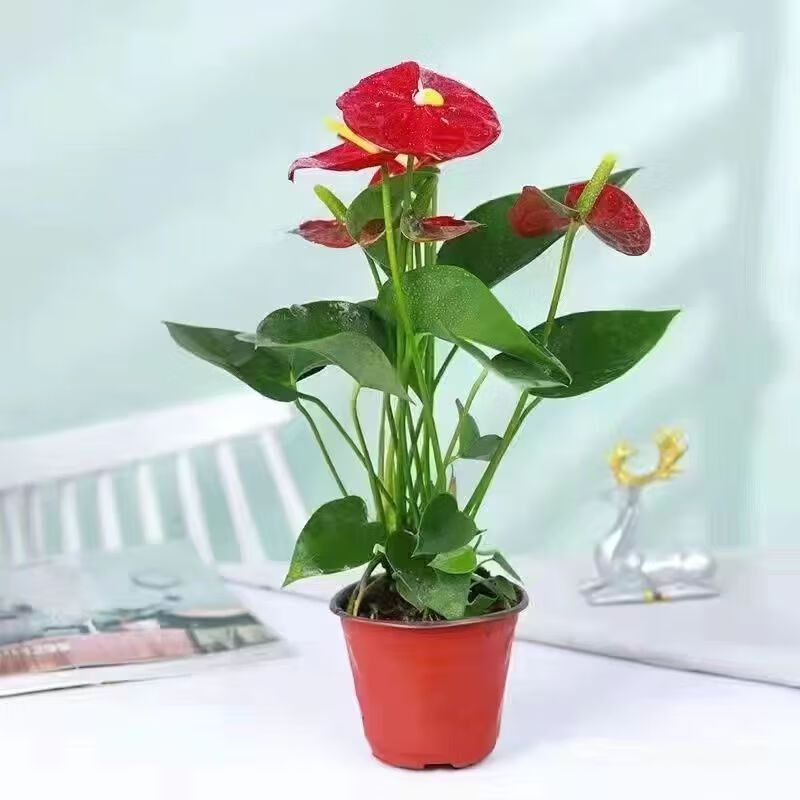 通沭红掌室内盆栽桌面植物四季常青植物花卉 红掌+早安盆源头直发