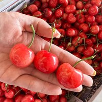 田良季山东大樱桃 国产车厘子樱桃 新鲜生鲜水果品物盒端午节 2.7斤(净重) 普箱装【很划算】 【金钻果】单果26-28mm
