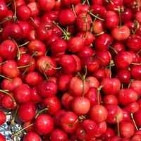 田良季山东大樱桃 国产车厘子樱桃 新鲜生鲜水果品物盒端午节 9斤(净重) 普箱装【蕞划算】 【金钻果】单果26-28mm