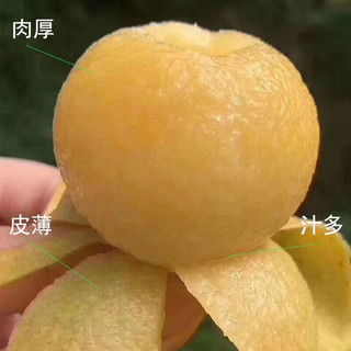 田良记苏州西山青种枇杷琵琶水果品盒端午节 5斤装【很划算】净重4.5斤 单果30-35g