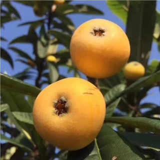 田良记苏州西山青种枇杷琵琶水果品盒端午节 5斤装【很划算】净重4.5斤 单果30-35g
