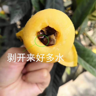 田良记苏州西山青种枇杷琵琶水果品盒端午节 5斤装【很划算】净重4.5斤 单果30-35g
