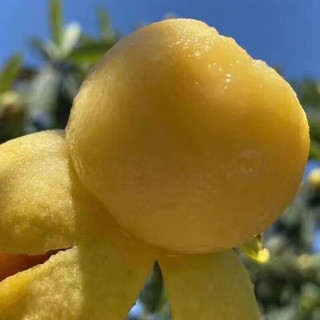 田良记苏州西山青种枇杷琵琶水果品盒端午节 5斤装【很划算】净重4.5斤 单果30-35g
