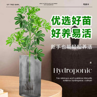 临雅水培植物鸭脚木盆栽办公室绿植大叶莲室内好养源头直发40-50cm*1