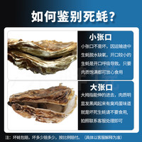 永鲜悦【黑标甄选】乳山生蚝鲜活贝类牡蛎火锅烧烤海鲜食材带箱5-10斤 【精品】3XL/带箱5斤(约10-13只)