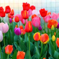 镜之月 郁金香种球批发水培土培室内外庭院花园花卉盆栽绿 郁金香混色 2颗+肥