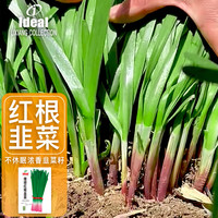 Ideal 理想农业 红根韭菜种子 宽叶紫根 5g*1袋