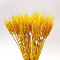 景曦 天然风干大麦穗干花花束 100支 黄色