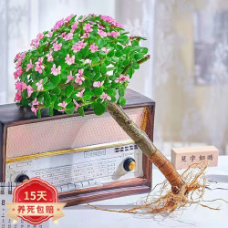 花友 独杆金枝玉叶多肉植物绿植花卉办公盆栽室内盆景好养植物 独杆金枝玉叶不含盆
