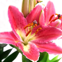 镜之月 百合花种球 香水百合种子 带芽 四季开花 红色 1个