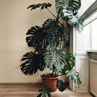 龟背竹大盆栽客厅植物室内好养绿植办公室北欧风花卉水培老桩