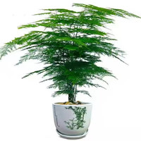 花锦葵 文竹苗绿植盆景四季常青包活好养发财树绿萝室内外绿植花卉盆栽 小文竹2份