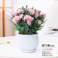 康乃馨盆栽带花苞石竹花卉植物室内花四季好养不断办公桌面小绿植 原盆-粉色康乃馨+红色系康乃馨 带盆栽好