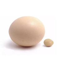 帆儿庄园鸵鸟蛋大号新鲜佳品营养高养殖特产新鲜鸵鸟蛋蛋礼盒食用 3.3斤以上无礼盒