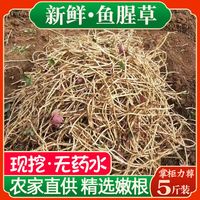 北京同仁堂 Tongrentang Chinese Medicine鱼腥草泡茶带泥鱼腥草折耳根新鲜嫩根嫩芽正宗节儿根湖北特产 现挖带泥无叶嫩根 【露天当季】1500·g净重