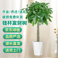 京东绿植 发财树 大型绿植 1.4-1.6m 办公室内花卉 招财植物盆栽 除甲醛