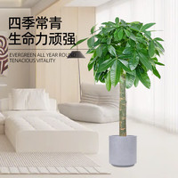 京东绿植发财树大型绿植办公室内花卉招财植物盆栽除甲醛1.4-1.6m源头直发