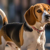 比格犬幼犬纯种猎兔犬米格鲁犬短毛巴吉度