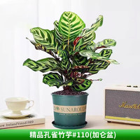 花翁 水培植物绿植盆栽室内办公 孔雀竹芋25-30cm高+加仑盆源头直发