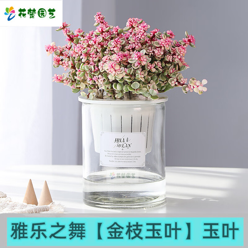 绿植花卉老桩雅乐之舞  金枝玉叶 美观 多肉植物室内盆栽净化空气好养造型稀有品种 雅乐之舞+懒人大圆 含盆