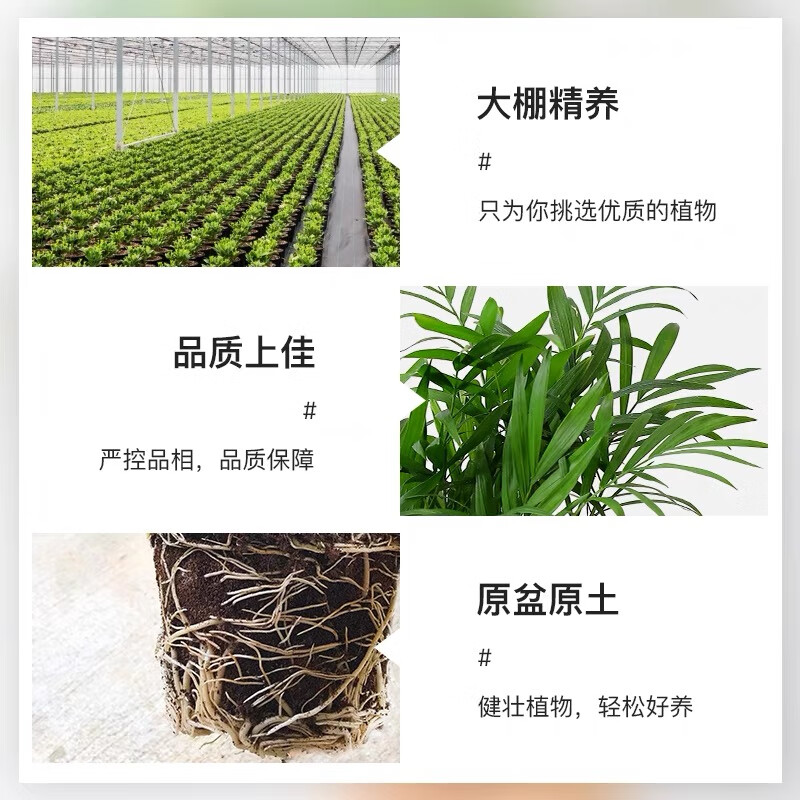 佰花锦【水培新宠】水培袖珍椰子绿植办公室盆栽四季常青净化空气植物 【拍1发2】袖珍椰子+南瓜树脂盆 整体高度约15-25cm
