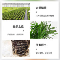 佰花锦【水培新宠】水培袖珍椰子绿植办公室盆栽四季常青净化空气植物 【拍1发2】袖珍椰子+南瓜树脂盆 整体高度约15-25cm