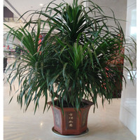 曼杉园龙血树 龙铁 室内客厅绿植盆栽四季常青植物 50厘米龙血树一株