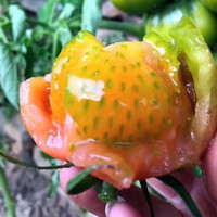 味小仙辽宁丹东草莓柿子铁皮柿子绿腚油柿子西红柿番茄蔬菜 3斤