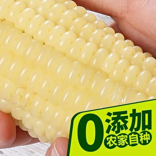 东北白糯玉米甜糯粘玉米棒真空包装黏玉米新鲜粗粮代餐非即食玉米