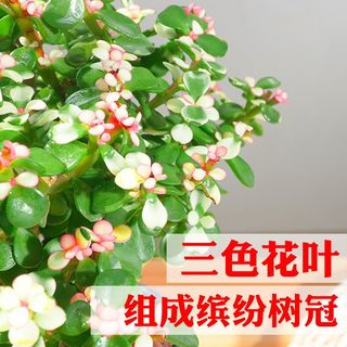 樱霞【上门】金枝玉叶盆栽多肉植物稀有品种花卉室内好养水培绿植 金枝玉叶不含盆（8-10cm1棵）
