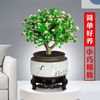 樱霞【上门】金枝玉叶盆栽多肉植物稀有品种花卉室内好养水培绿植 金枝玉叶不含盆（8-10cm1棵）