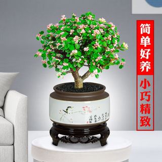 樱霞【上门】金枝玉叶盆栽多肉植物稀有品种花卉室内好养水培绿植 金枝玉叶不含盆（8-10cm1棵）