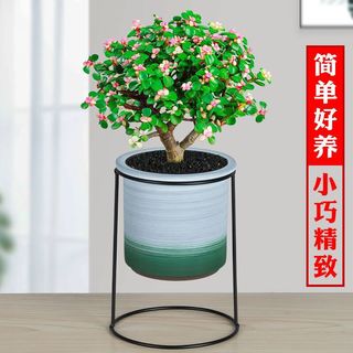 樱霞【上门】金枝玉叶盆栽多肉植物稀有品种花卉室内好养水培绿植 金枝玉叶不含盆（8-10cm1棵）