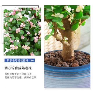 樱霞【上门】金枝玉叶盆栽多肉植物稀有品种花卉室内好养水培绿植 金枝玉叶不含盆（8-10cm1棵）