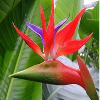 意轩天堂鸟鹤望兰盆栽盆景办公室植物大型植物盆景家居绿植 橘红 50厘米