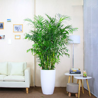 夏威夷竹子盆栽凤尾竹散尾葵室内客厅大型绿植盆景植物椰子树
