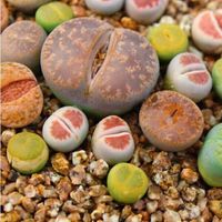 语清婉 多肉植物盆栽 混合生石花 屁股花 pp花 石生花绿植 小生石 小生石花1CM左右